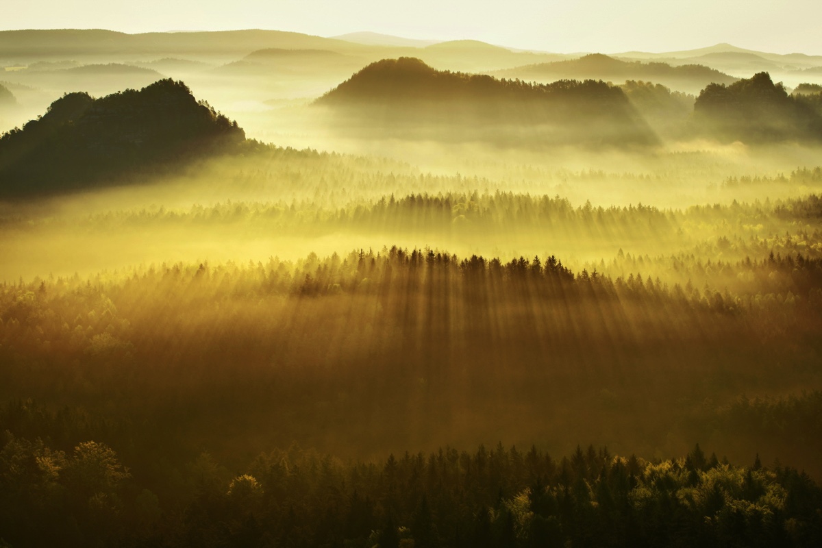 Forests