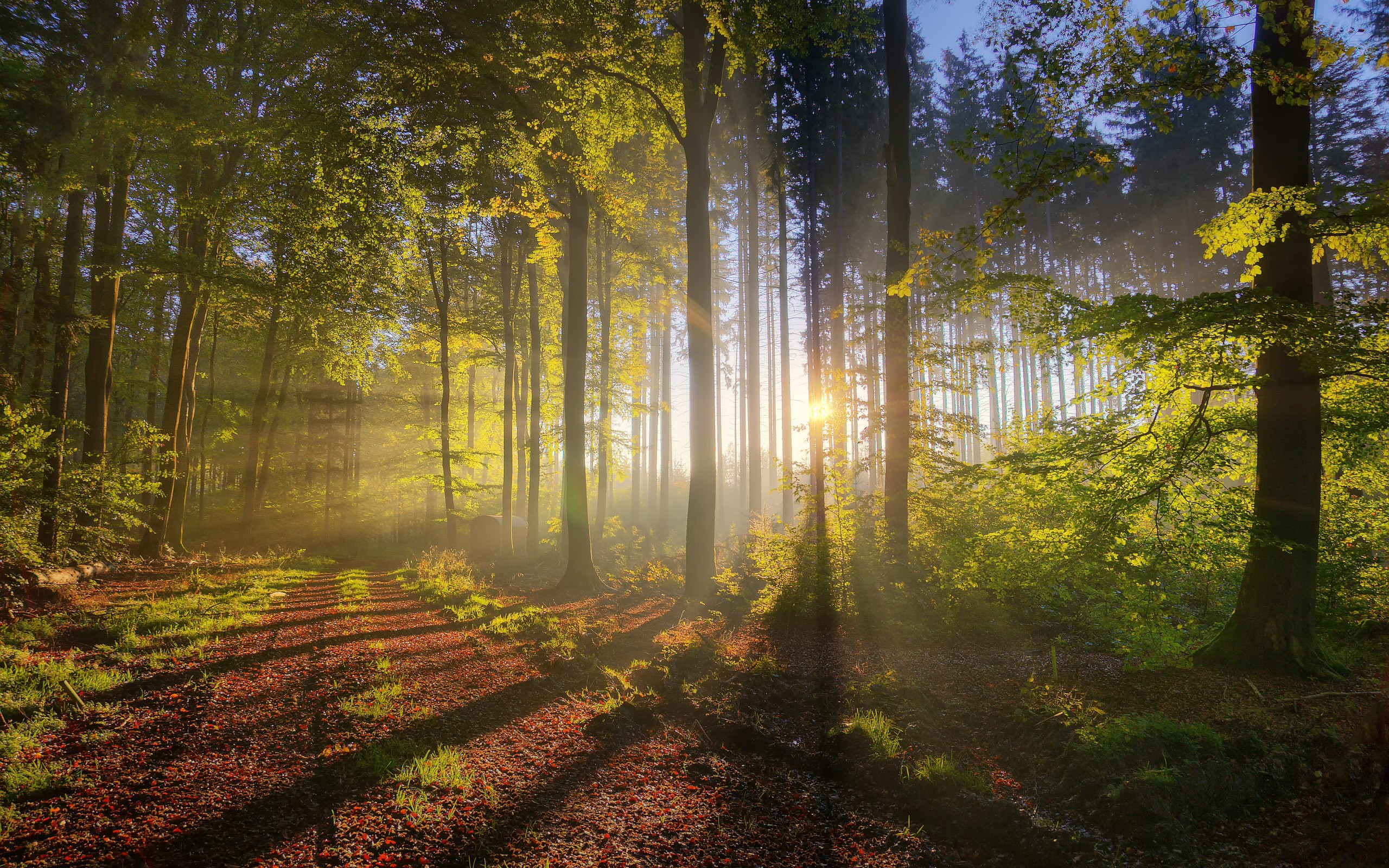 Carbon Sequestration